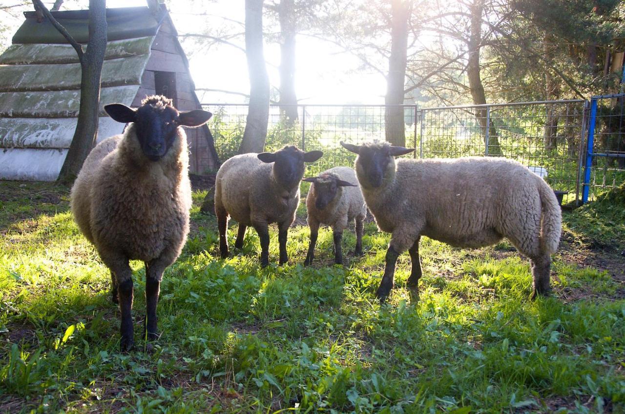 Farm stay Statek Krinice